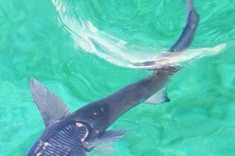 Review img # 21 of the yacht BEYOND STARDUST