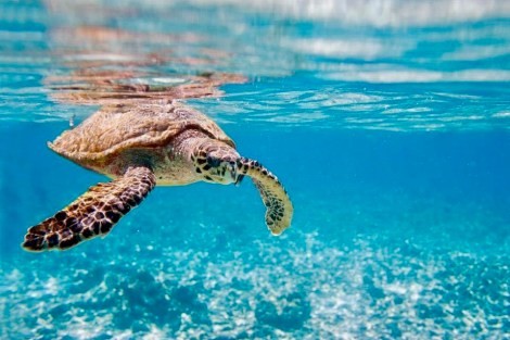 Review img # 35 of the yacht ISOLABLUE