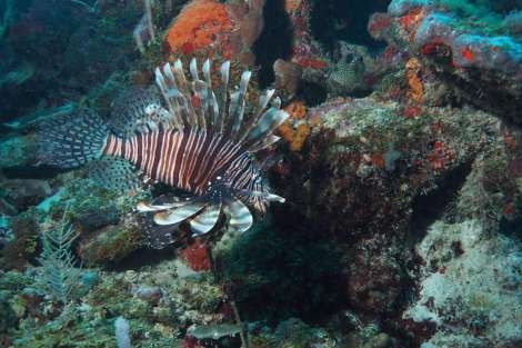 Review img # 37 of the yacht ISOLABLUE