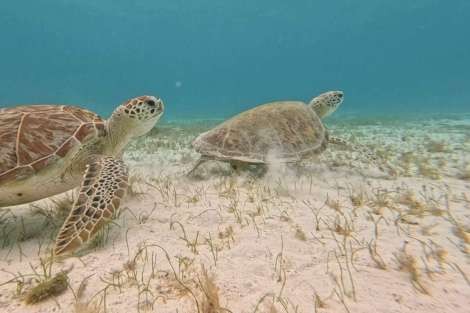 Review img # 8 of the yacht SWAN